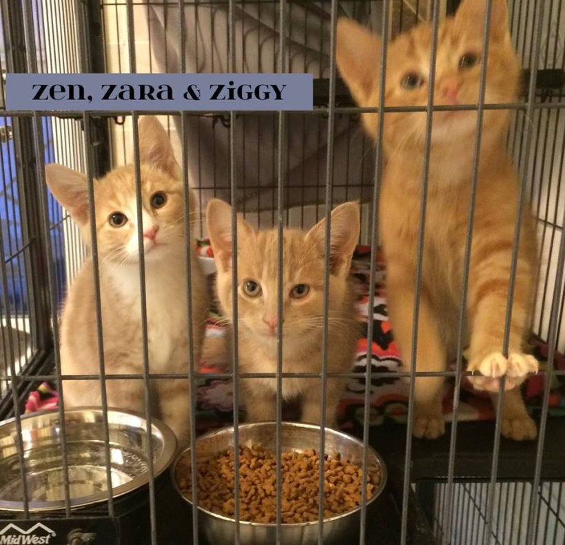 The Z’s: Zen, Zara, Ziggy